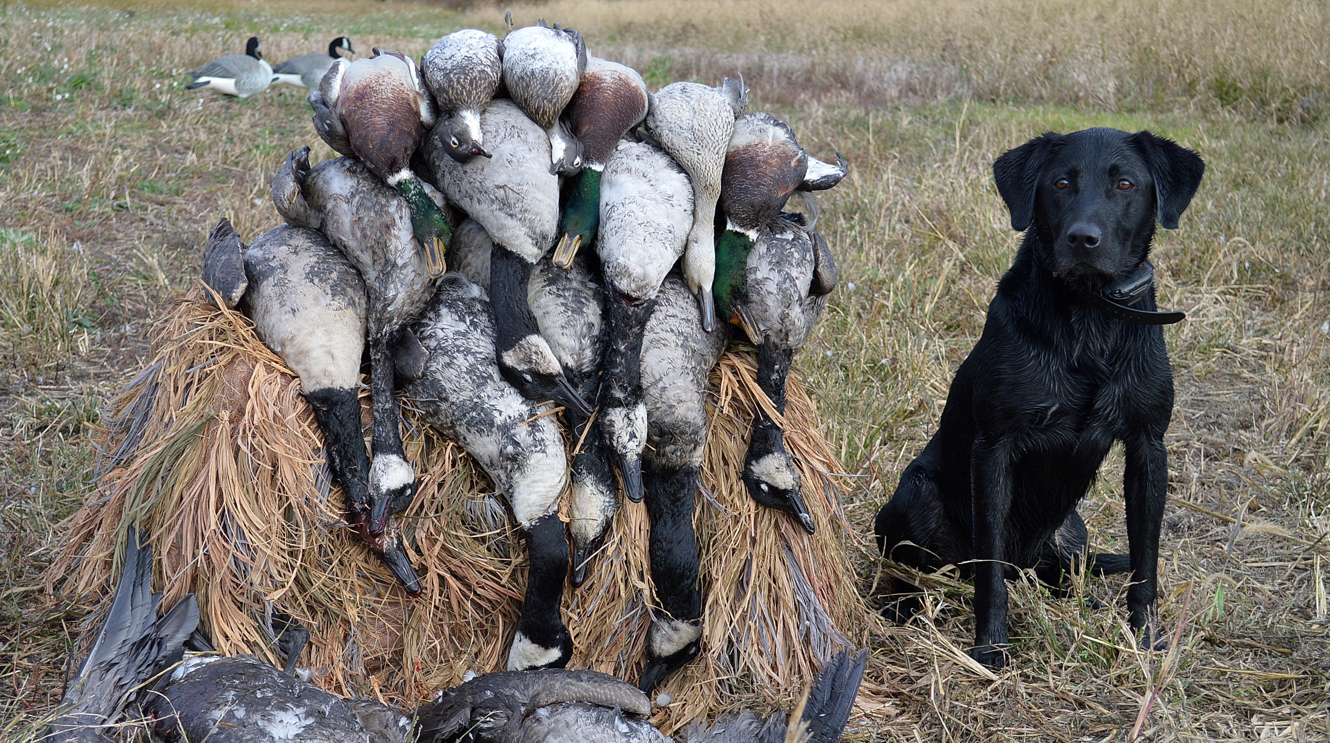 gun dog association