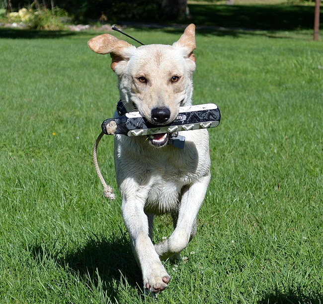 all aspects dog training