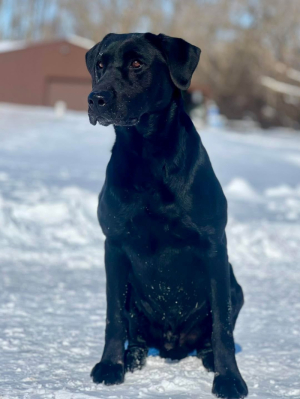 Frank MH x Citori MH