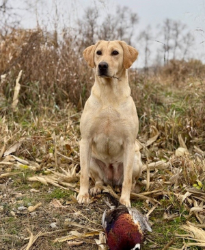 FC Flash x Amber daughter of (2x NFC 2x NFTCH Truline's Just Floyd)