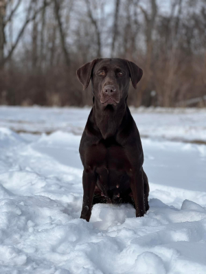 Chief MH x Jynx SH - All Chocolate Litter