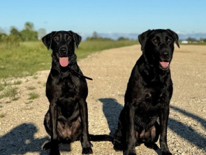 Frank X Indy - All black litter - expected summer 2026