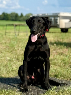 Started 1 Year Old Male Labrador Retriever