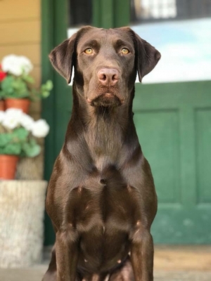 Southfork Retrievers Dog Training Wi And Il Lab Breeder